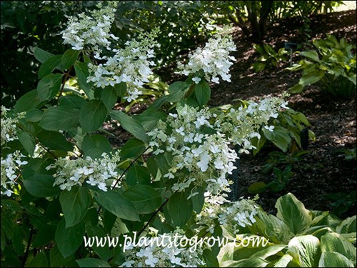 This plant was flowering in a shaded area.  Maybe stretching for some more sunlight.